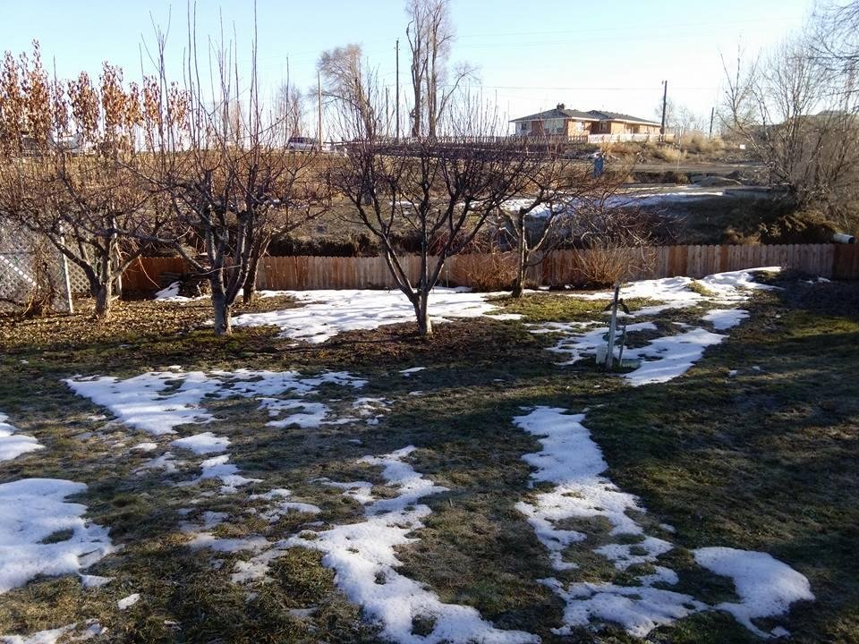 It has been warming up here, lately! This is my backyard this morning...d;)