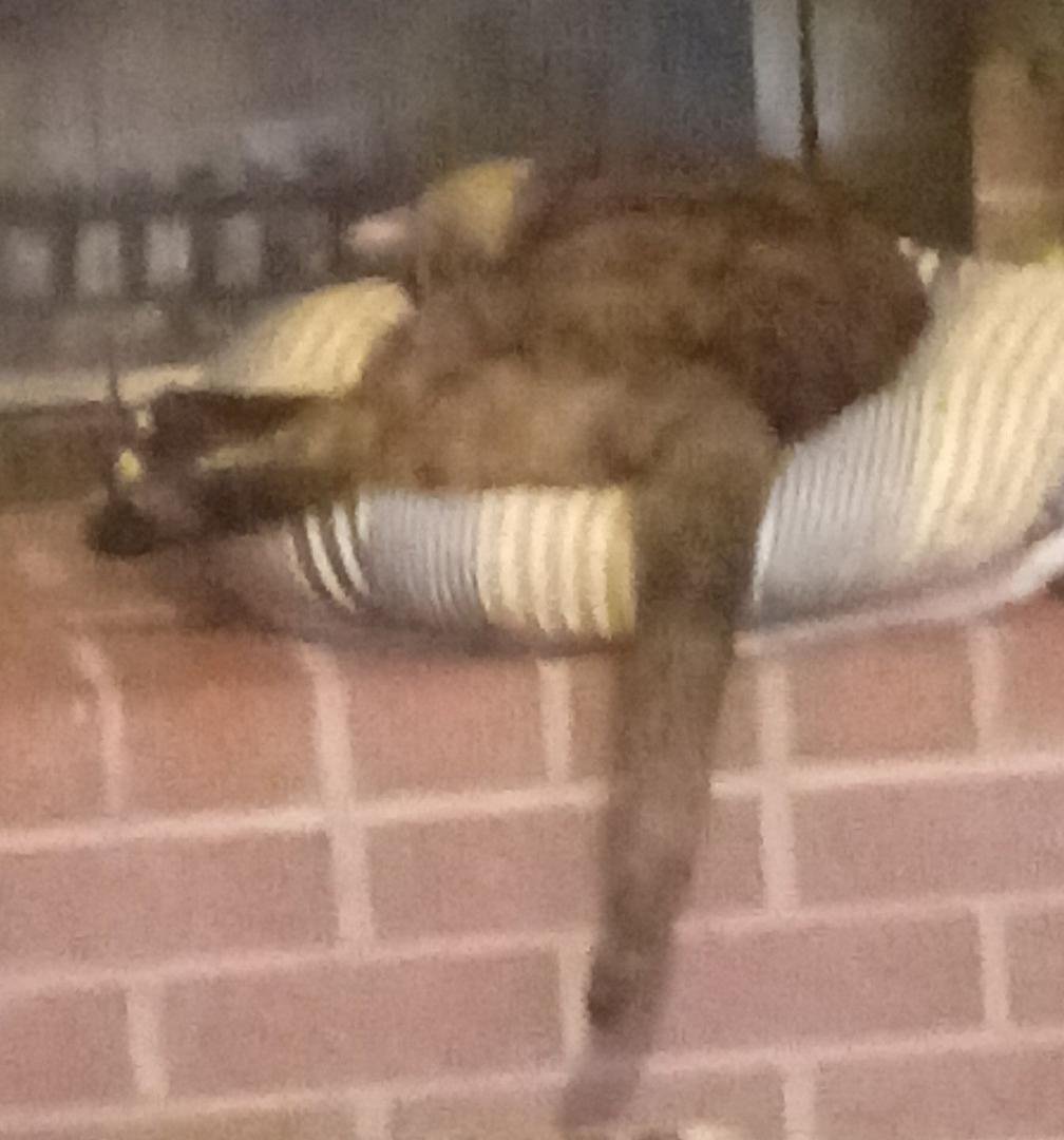 Savannah seems comfy.