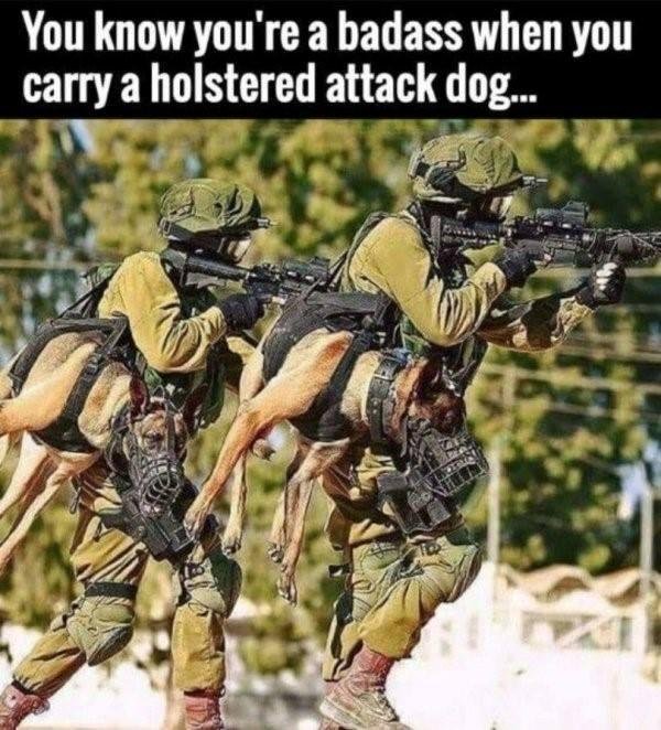 Service dog humor...