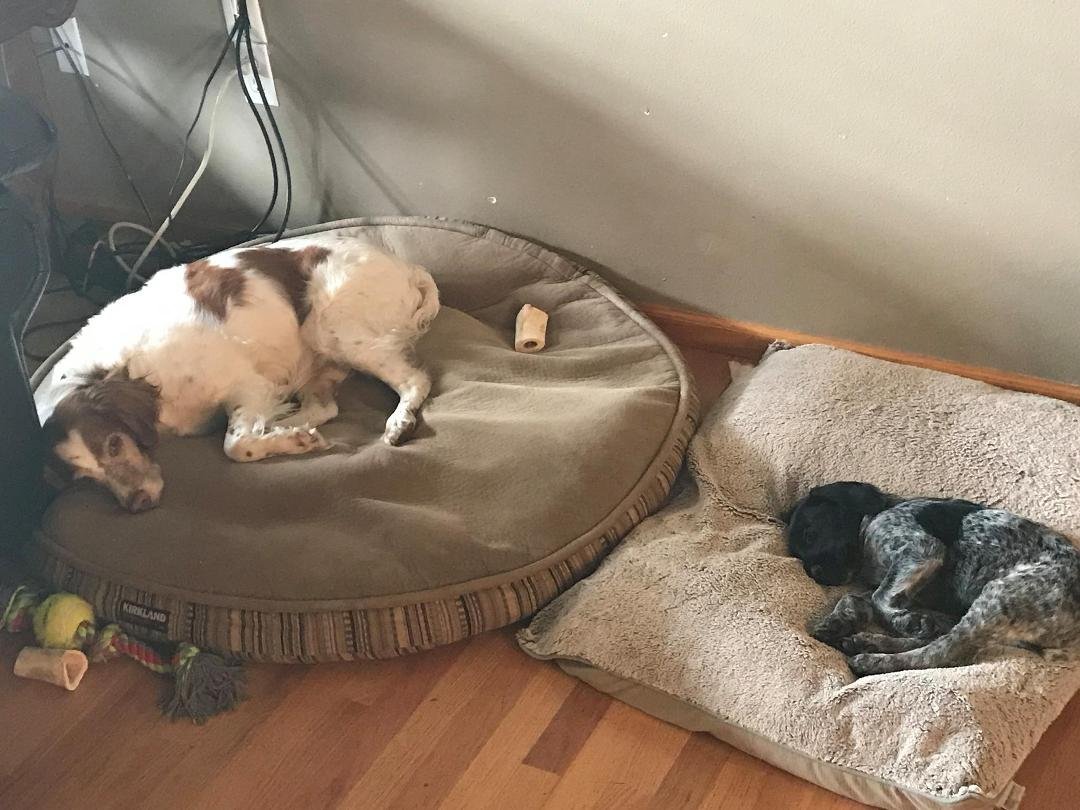 Just a couple of bird dogs 12 years apart hanging out!
