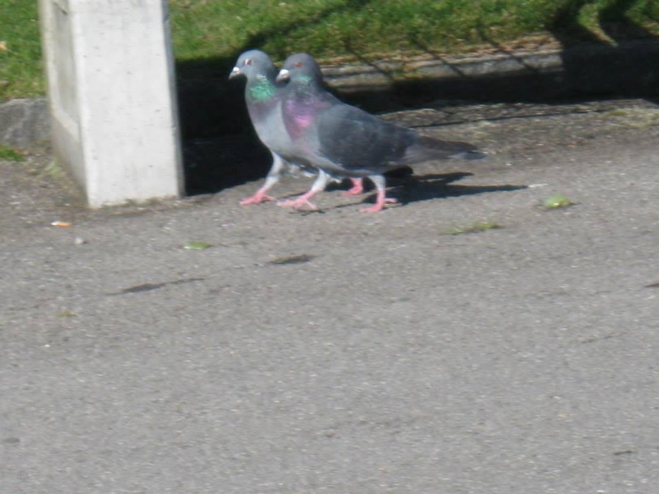This is Mr & Mrs Piegon, they were walking on the boardwalk in Vevey.