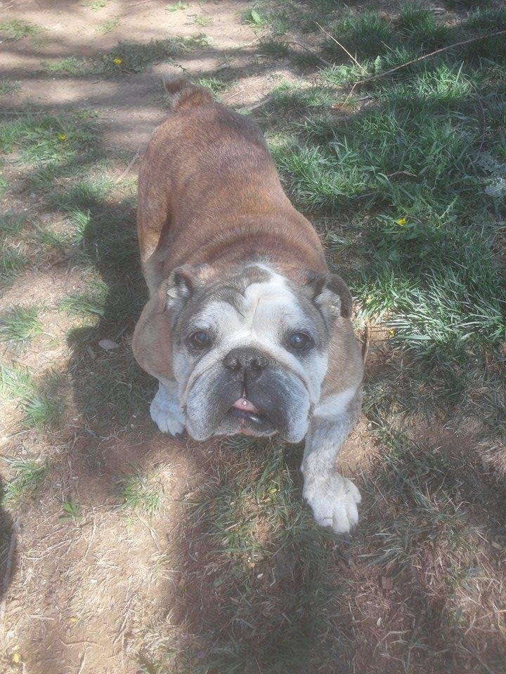 Happy Birthday Dinah.  13 years old today!