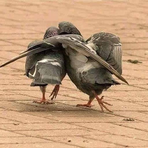 Ecclesiastes 4:9-10
"9) Two are better than one, because they have a good reward for their toil. 10) For if they fall, one will lift up his fellow. But woe to him who is alone when he falls and has not another to lift him u