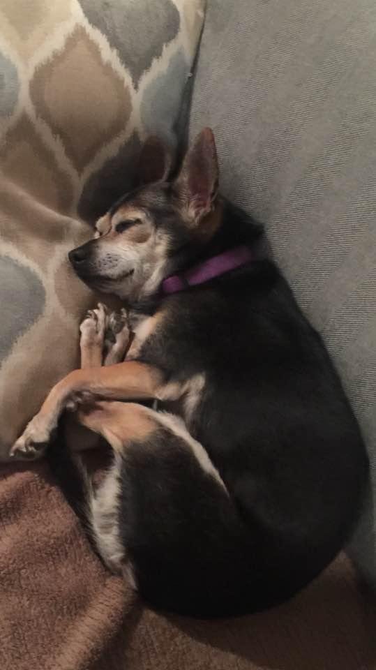 Lucy is sleeping rolled up in a ball!
What a life!❤️