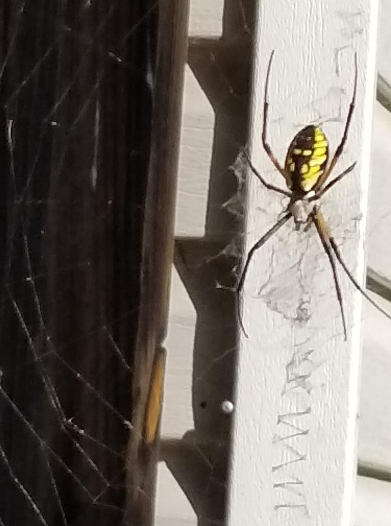 What kind of spider is this?