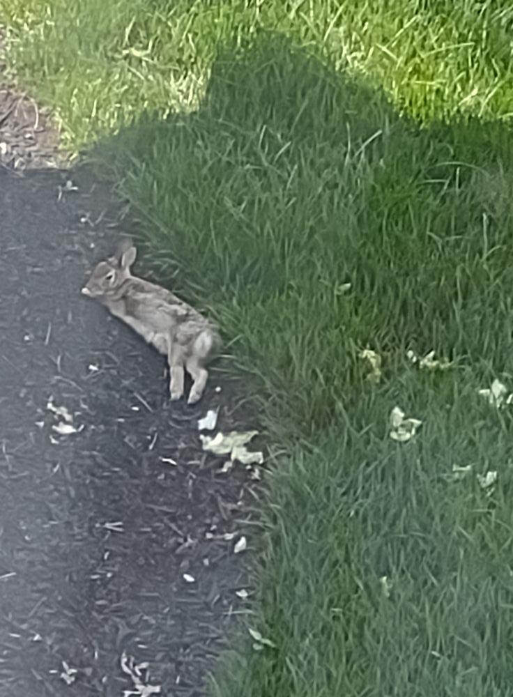 I gave this bunny some lettuce n then he took a nap on the cool mulch