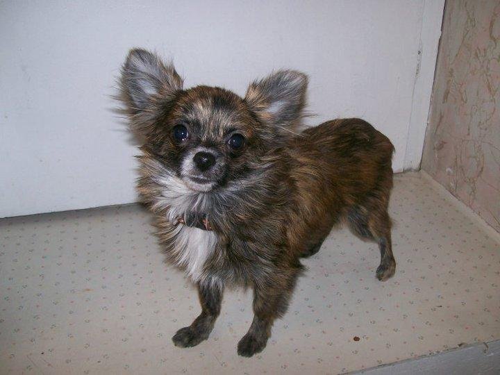 my little sparkie