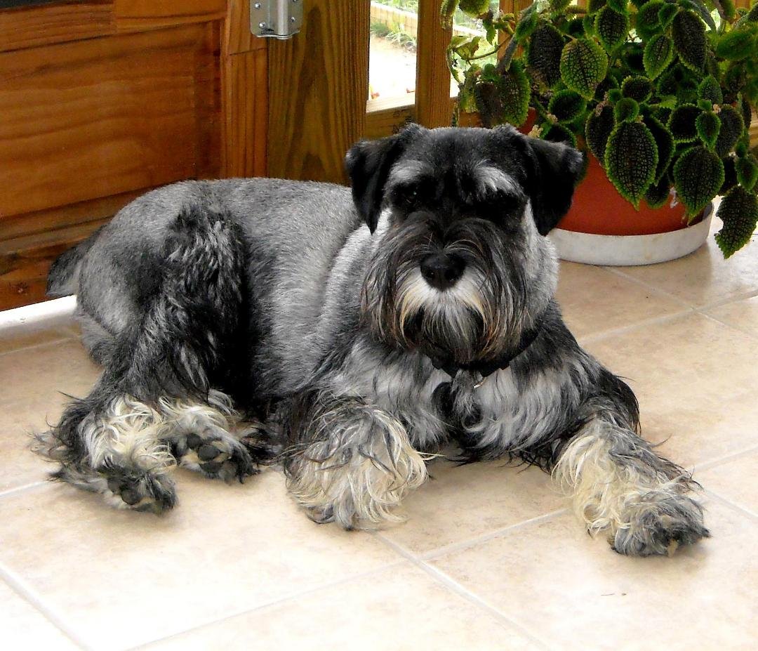 Here's my other buddy Casey. He's a Standard Schnauzer, smart doesn't even touch it. Playful as a pup and 10 years old. VERY strong 55 lbs and not a mean bone in his body!
