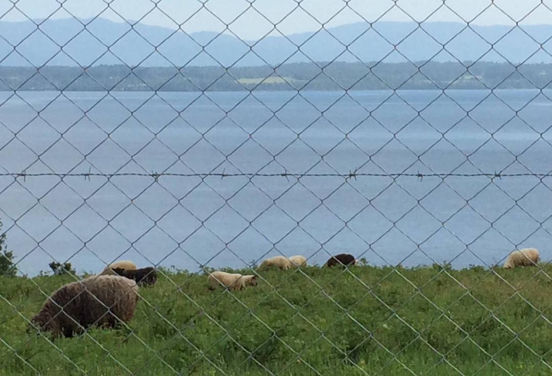 Next to Lago Calafquen. - sheep!