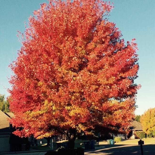 Johnny Cavitt's album, Timeline Photos
