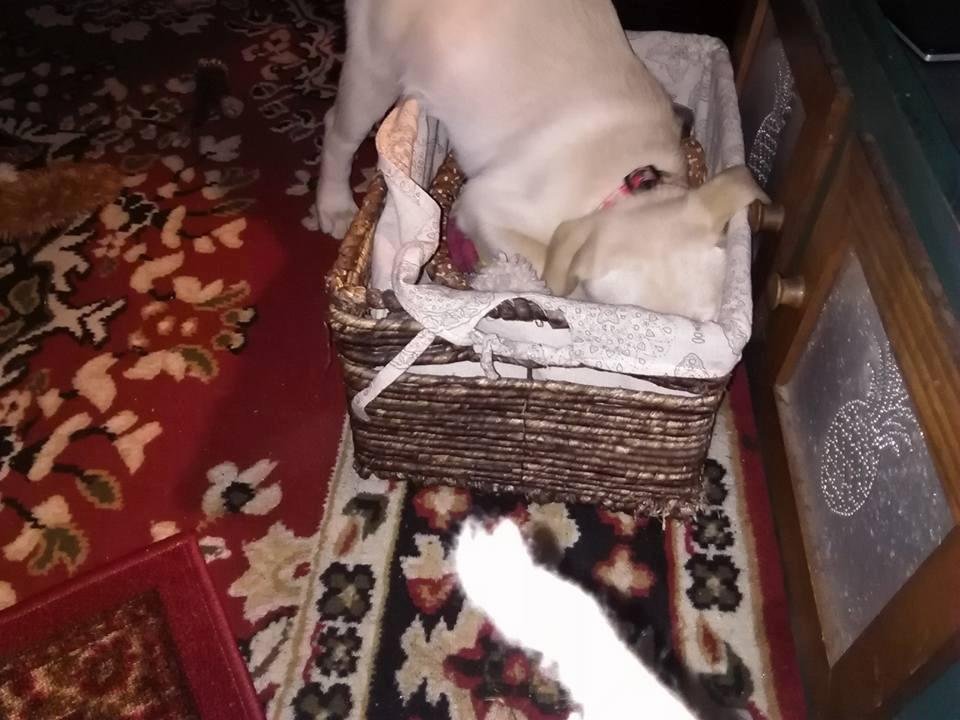 A dog and her toy box