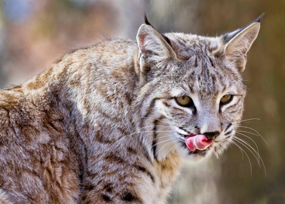This Catamount looks like it's ready to eat some Paladin.