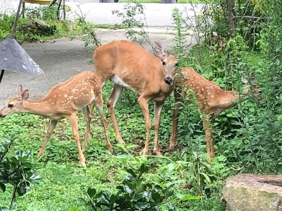 The lame doe and her two kids. Can’t see and antler buttons so they must be girls.