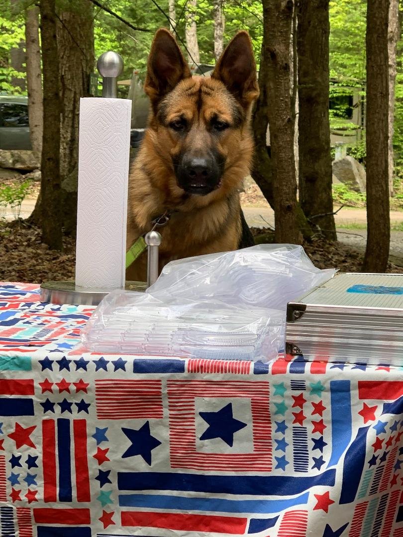 Please do this with your pet, take a break from the Covid news for a bit!
Hello 🐾
My name is Boomer
My nickname is: Boo, Buba, Buba Leonie, Handsome guy
My breed is: German Shepherd
My age is: 11 months
My favorite h