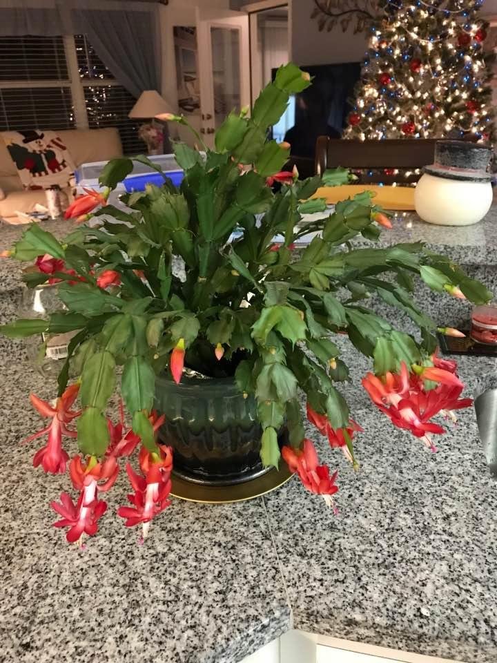 Our Christmas cactus in bloom