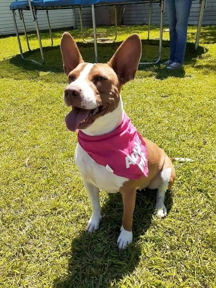 This is Delilah she's coming for a visit Saturday we have applied for adoption.