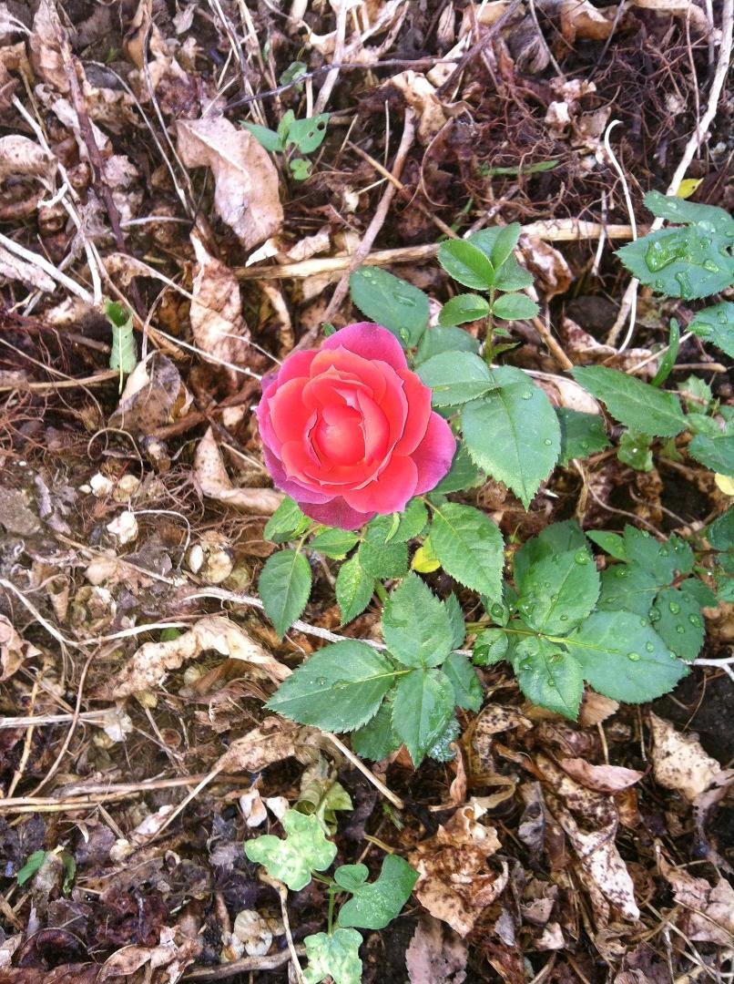 rose with chocolate hues
