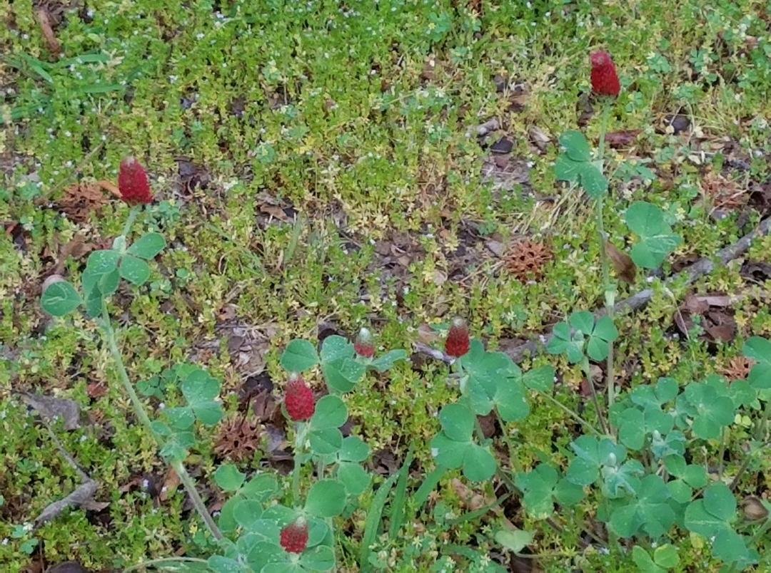 this clover attracted my attention from the path at the stadium. it is beautiful
