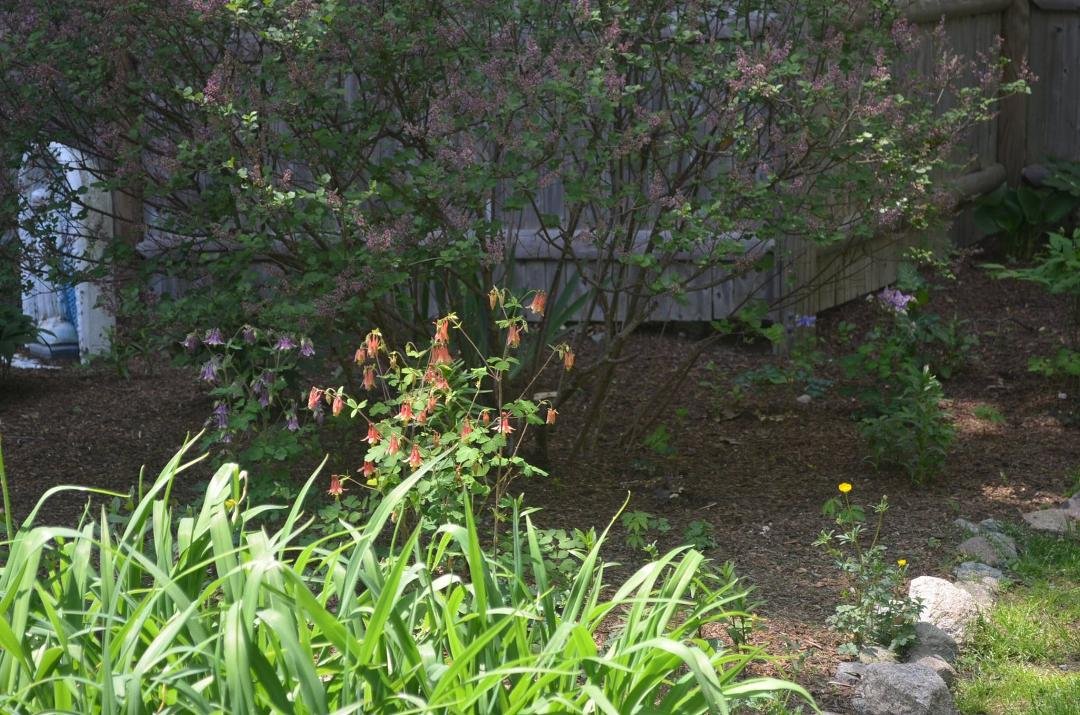 My dwarf lilac, a couple of columbines and a buttercup - of course!