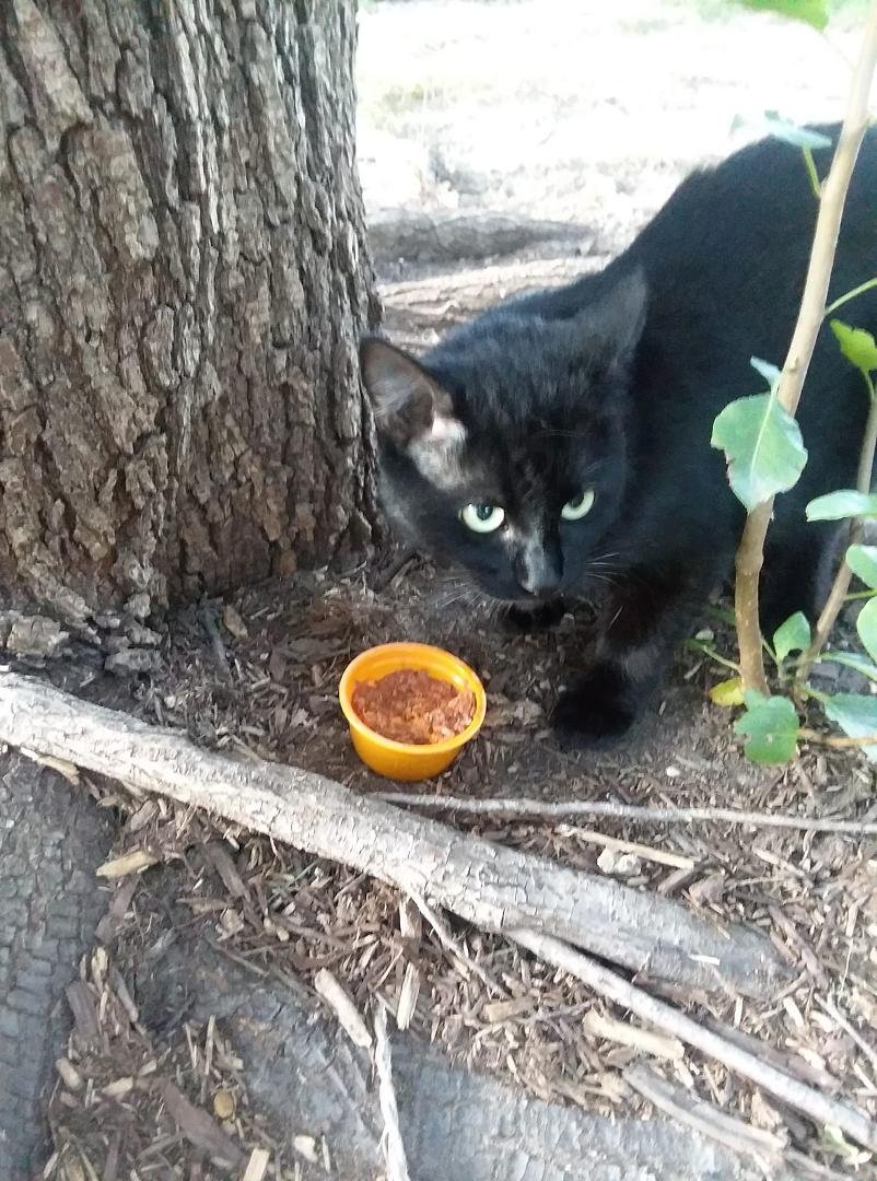 Found stray kitty, very friendly. Female, young. Is at La Crosse apartment complex in Wichita, Ks