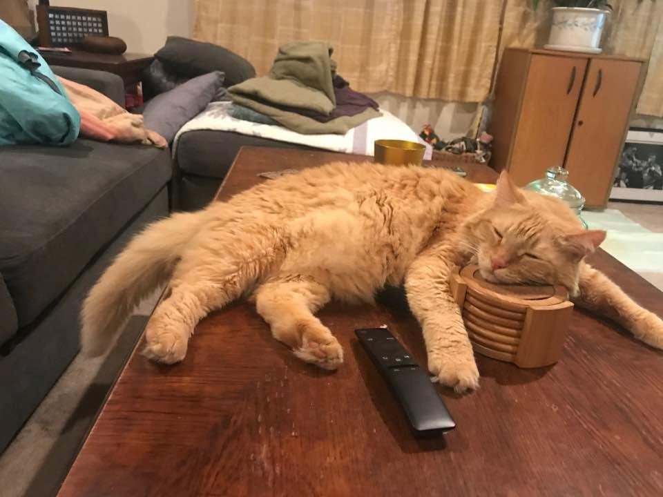 My cat is done for the day!