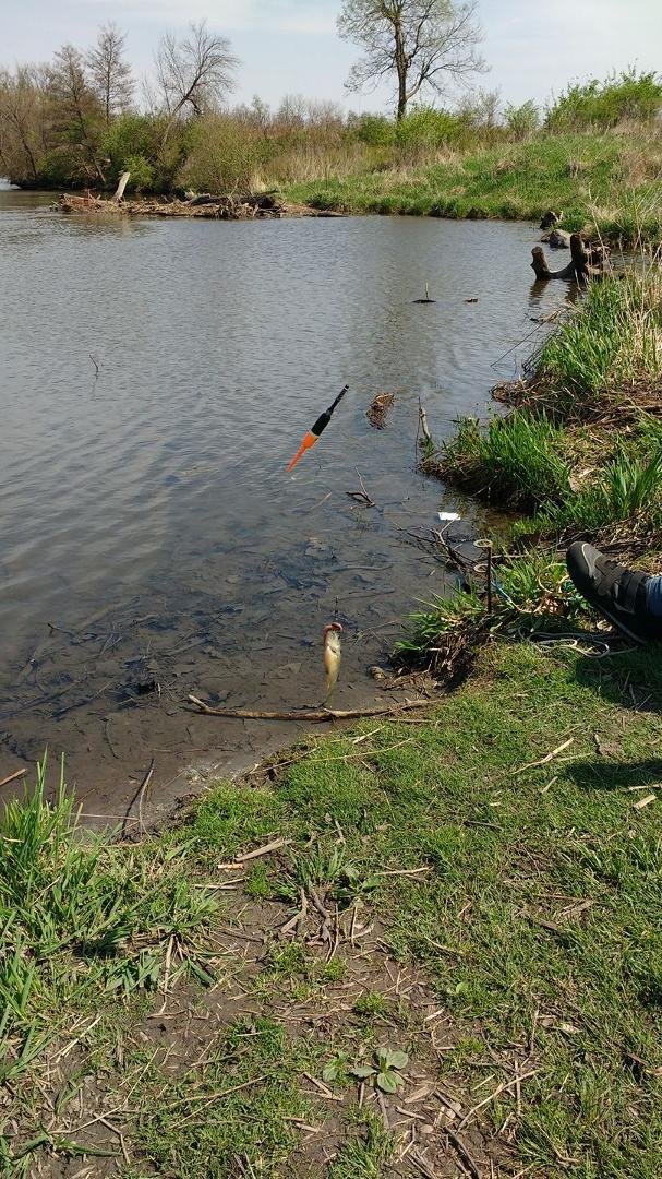 Donald's first fish of the season. We caught bluegill & I caught a small small mouth bass. Put them back in to grow.