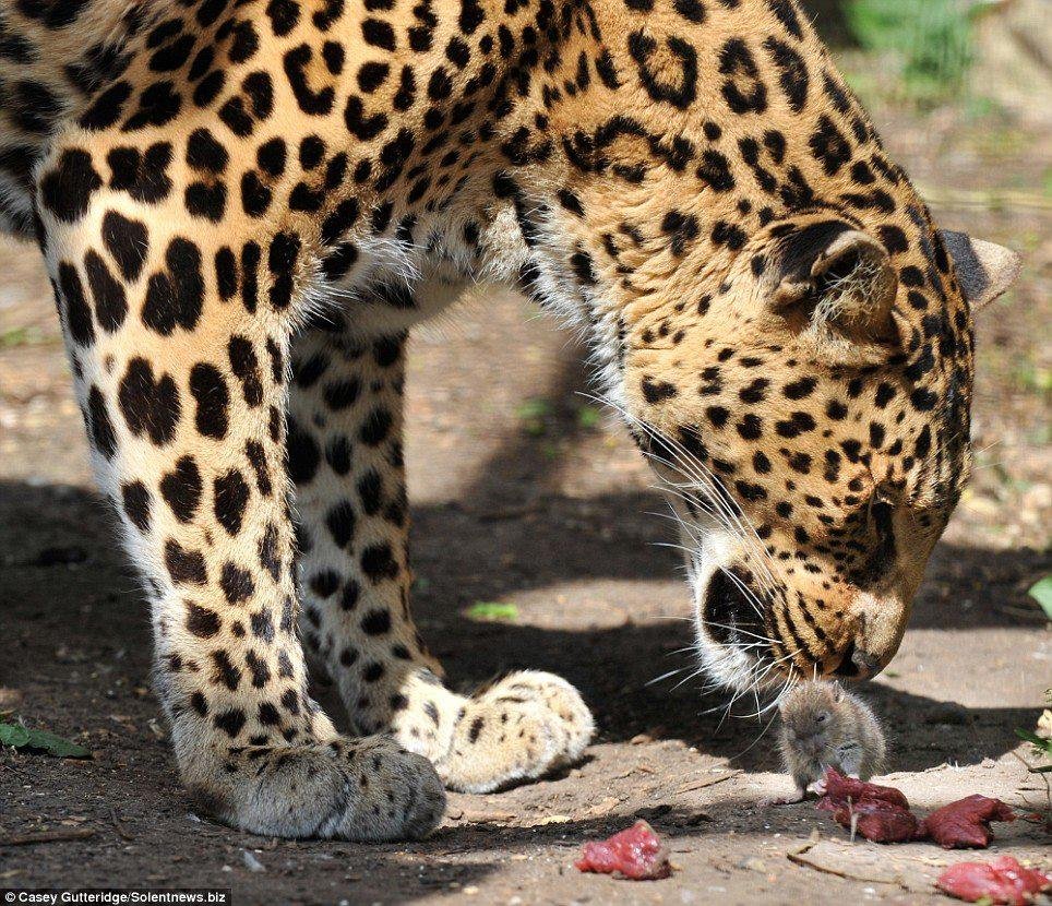 Boy! This little mouse must REALLY be hungry! 
#;-D)=