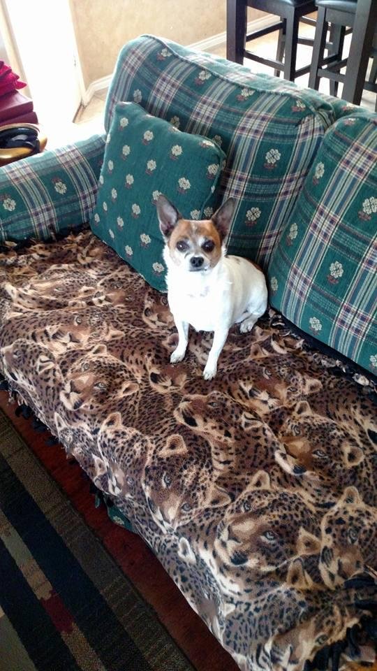 My awesome Chico