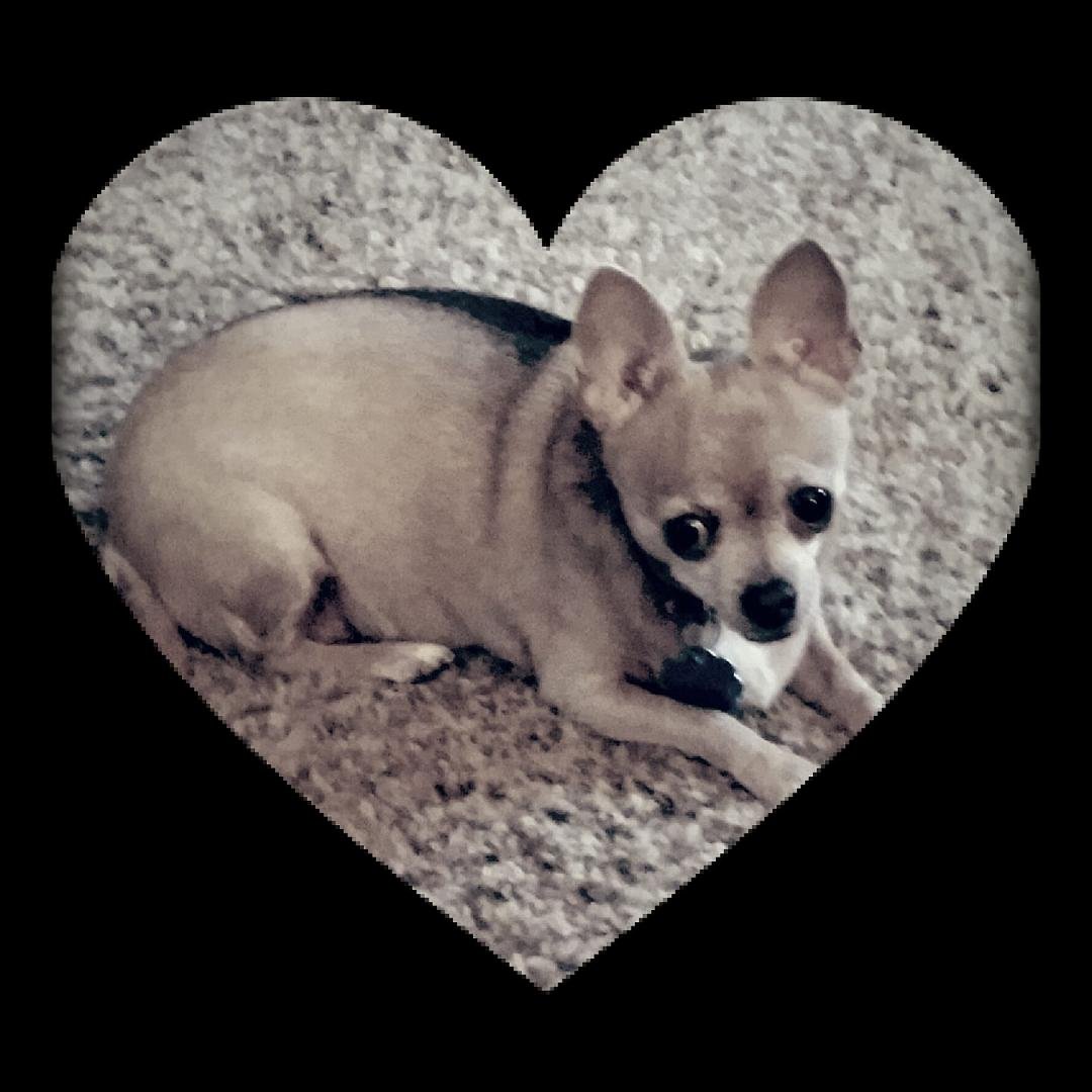 Happy birthday Angel, I'm 11 years old today ♡♡♡♡♡♡♡♡