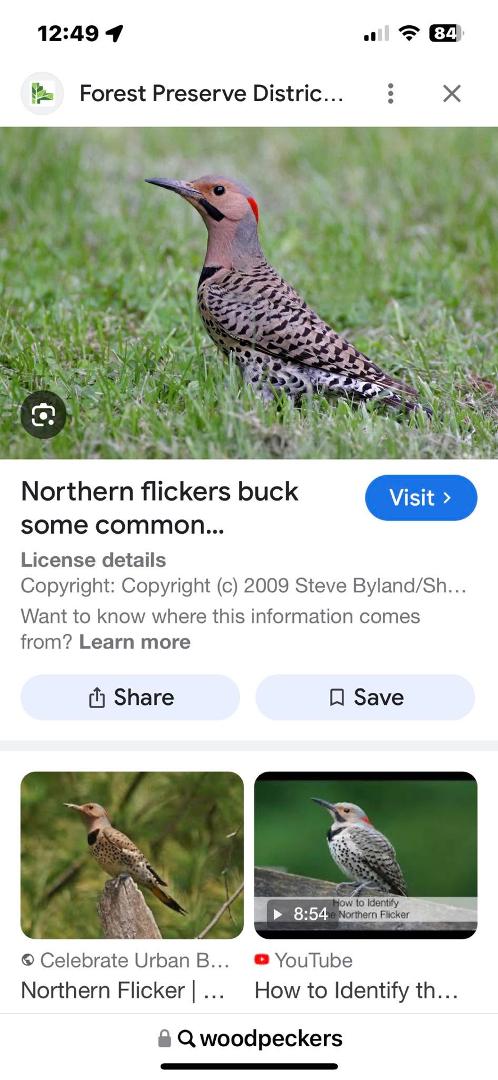 Got 2 of these woodpeckers in my yard now  they are beautiful usually see the redhead rd ones