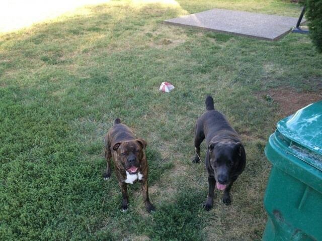 My two babies