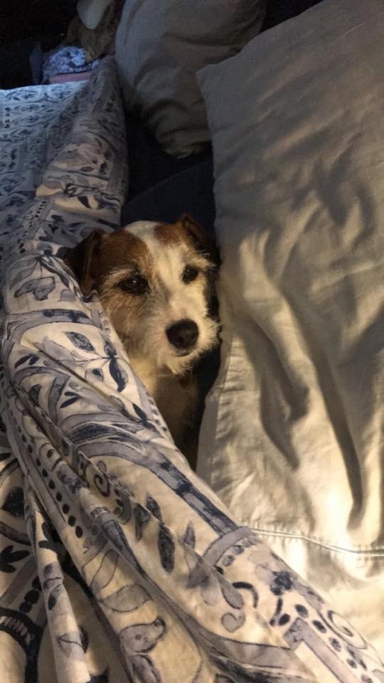 I’m not going to get out of bed this morning 🐶
