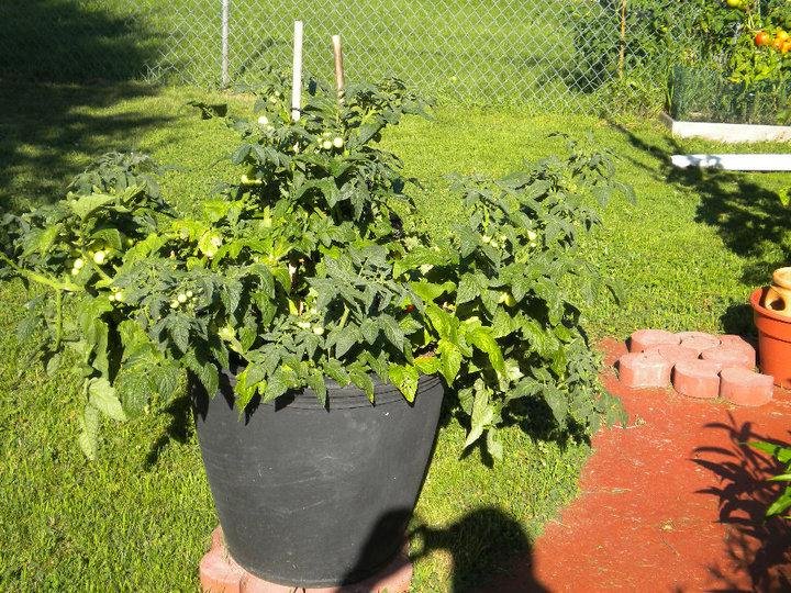 Bought two small cherry tomato plant and they went wild.....and oh my how sweet.