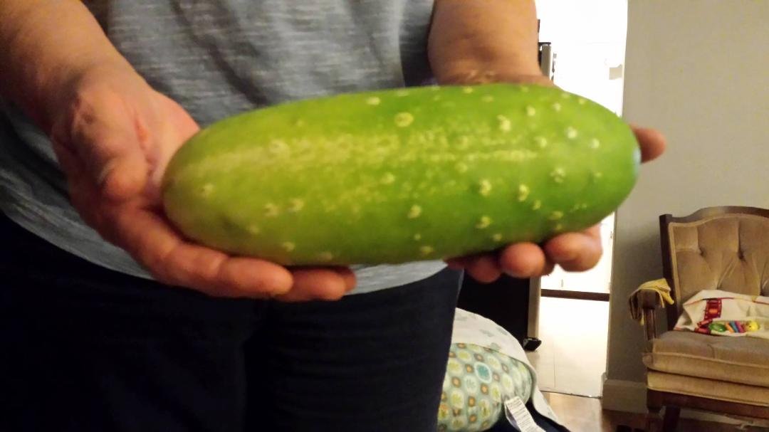 Omg look what was hiding in the cucumber patch!!