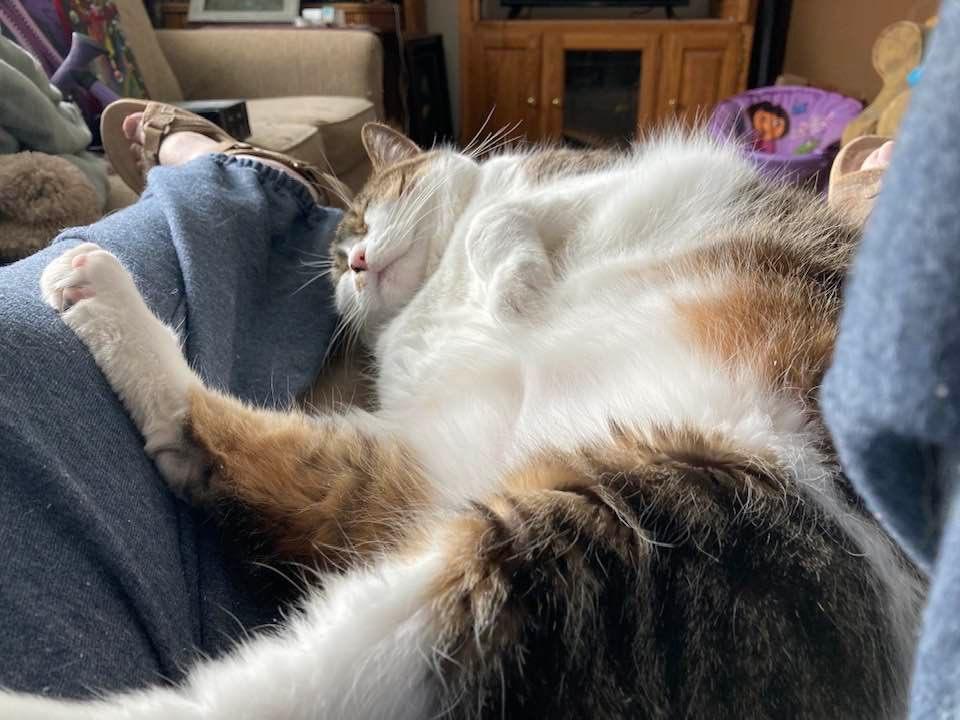 I can’t just sit on my chair and read l have to have a fat cat take up half of the chair 🤪
