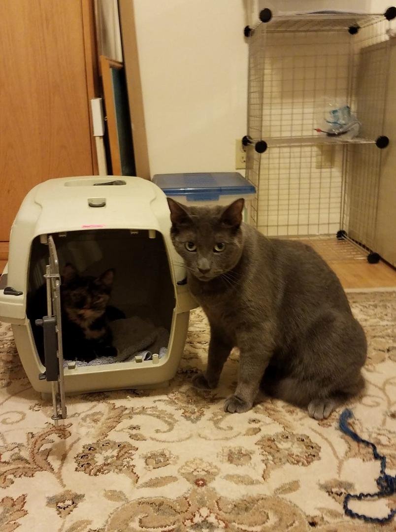 Skipper and Marley are becoming friends!  They have started playing a bit.