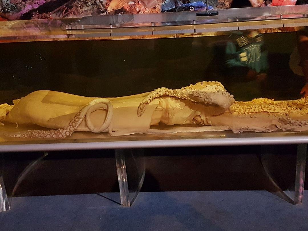 Giant squid...