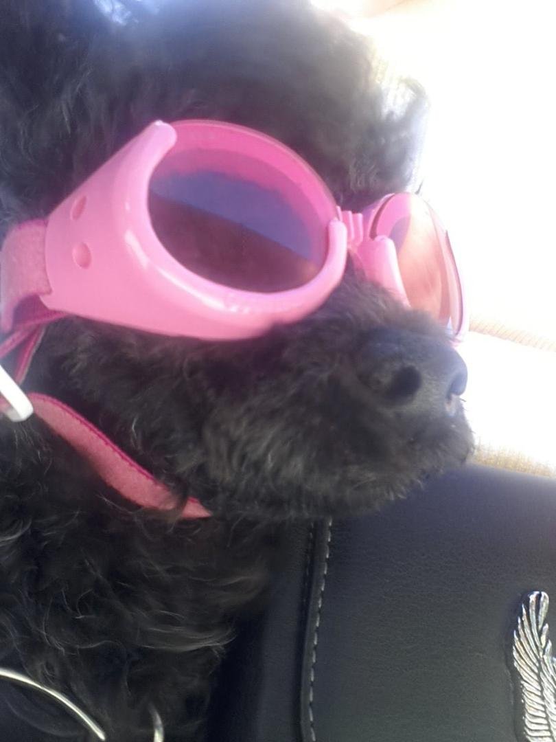 Another pic of Harley