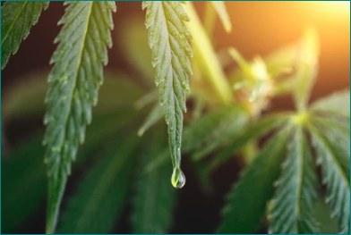 One of the reasons I joined this company: High Quality products. We have a line on CBD in the forms of a mouth spray, topical muscle rub, and whole-flower drops! You only need two droplets for a full dose because of the hig
