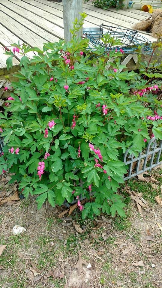 Terri Worsham look how big my bleeding heart bush is this year and it's still growing... Love it