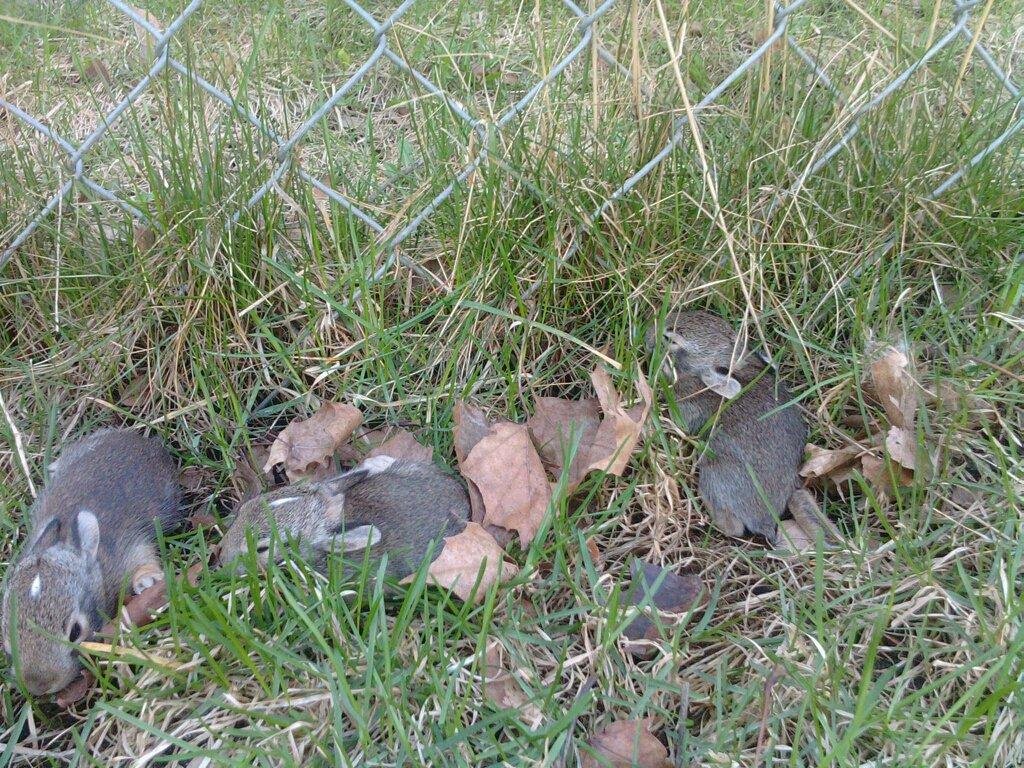 Sugar's easter fine in our yard....four lil bunnies....