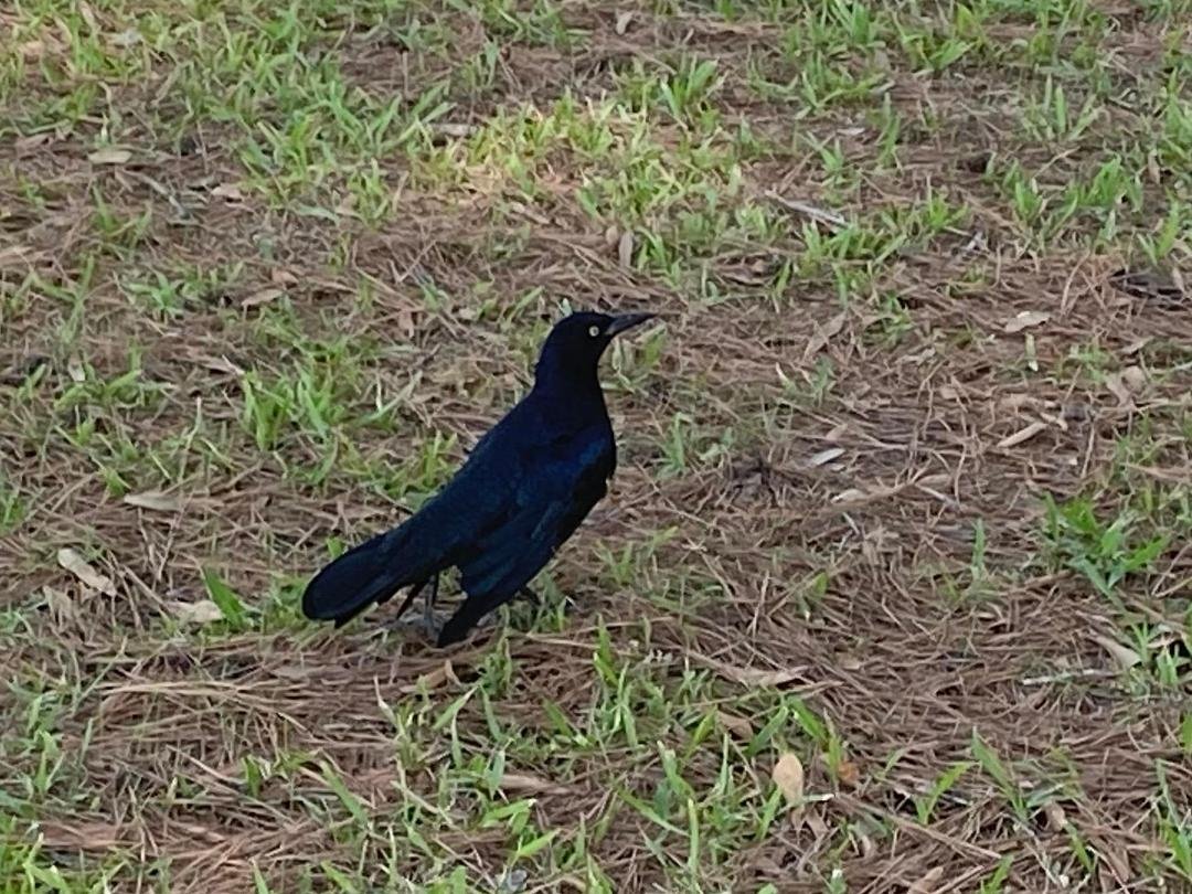 This guy was looking for some food!