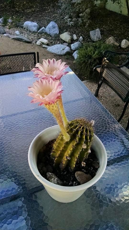 Twin blossoms