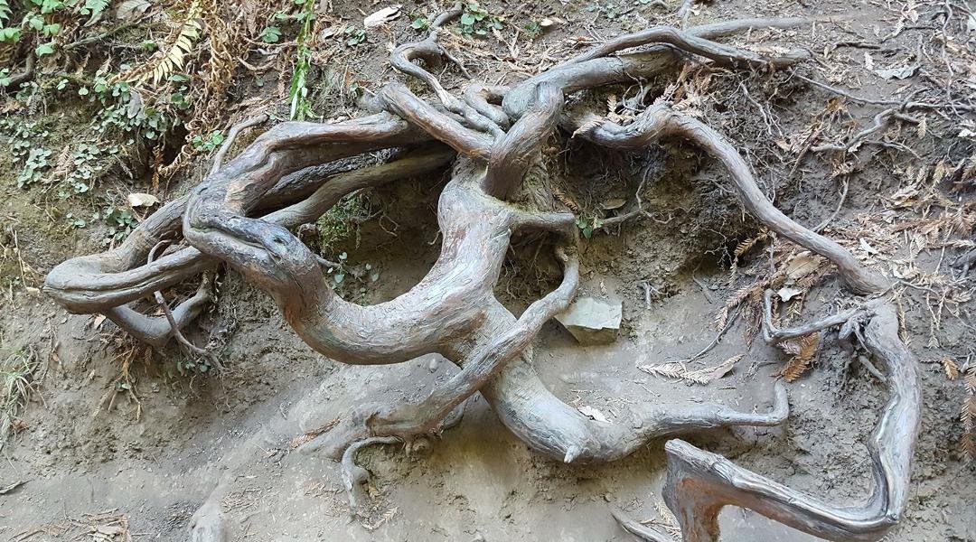 Amazing tree root at Muir Woods. Onto Sonoma Wine Country for some tastings. Great trip! Back to Delaware on Sunday.