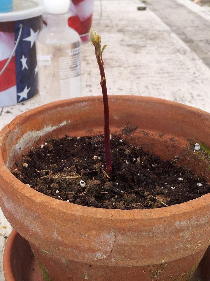My new plant, growing from a store bought avacado. I hope she grows healthy and strong. I love guacamole.