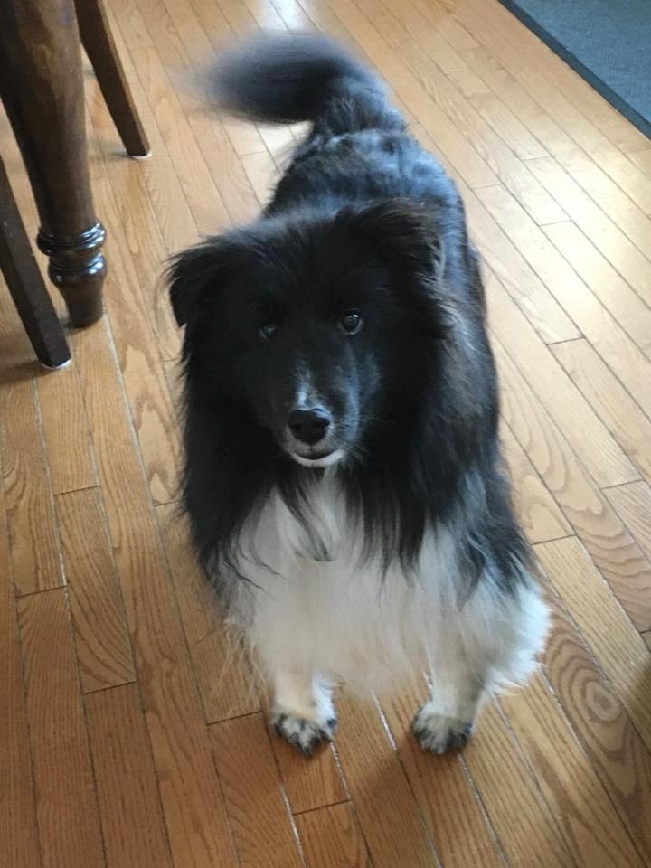 Tough day in the Simpson house. We had to say goodbye to our faithful kindest best friend. He was so good and loyal. We love you and will miss you Striker.