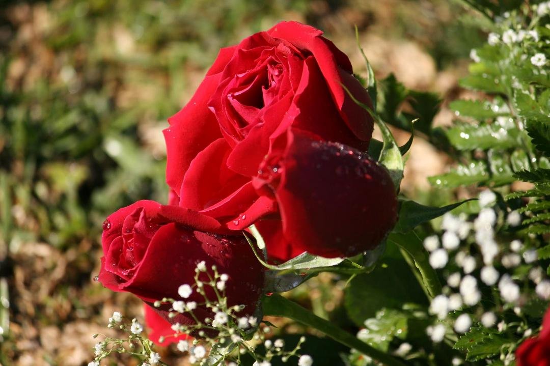Happy Mother's Day to All Mother's and Mothers to Be.... Enjoy your God Given Gifts. I am surely thankful and grateful. Save Picture and Use as your Wallpaper for your Desktop. Public Domain.