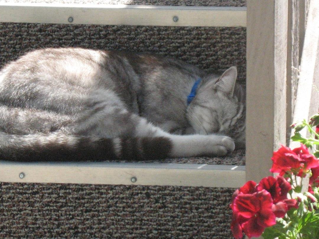 It's Nap Time! The neighbors back porch steps work well for this on a warm day. Do you have a favorite napping place? signed/Henry