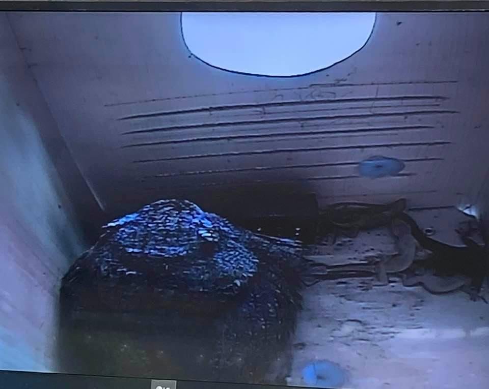 (TJ Waters, please scroll on by.  It's for your own good, I promise.)

Mother owl seems to be a hoarder.   Both babies have arrived!   Photo shoot tonight.  😊