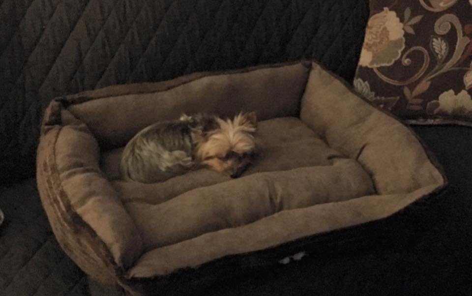 Art said he would never lay in his new bed. Guess he likes it after all.❤️🐾